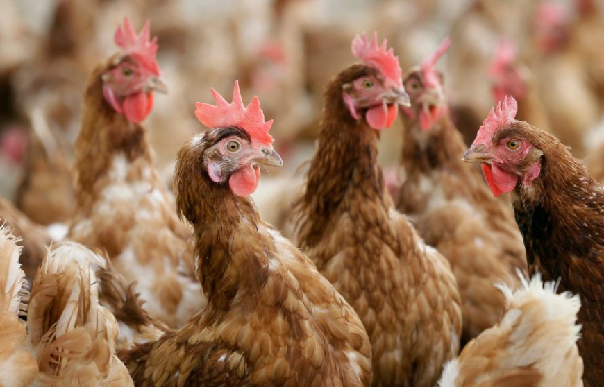 Misinformation prompts tense Barry County meeting, chicken houses