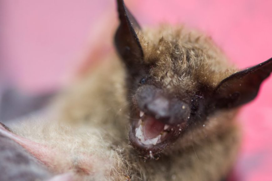 California teacher dies after suspected bat bite in her classroom