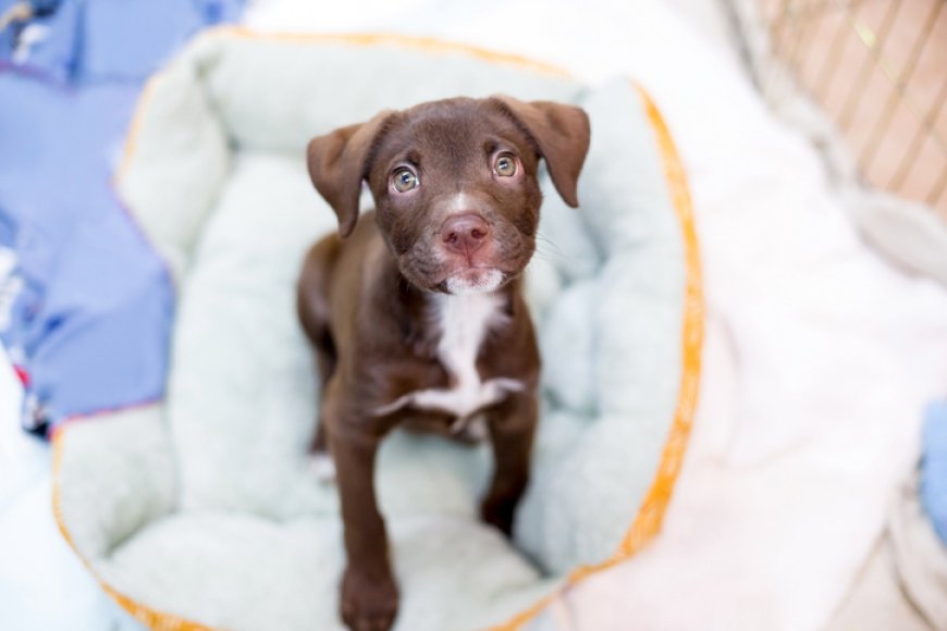 Puppy food sold in 7 states recalled due to salmonella contamination: FDA