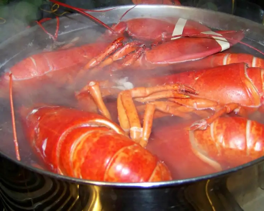 Have you ever wondered if lobsters feel pain as they are boiled alive