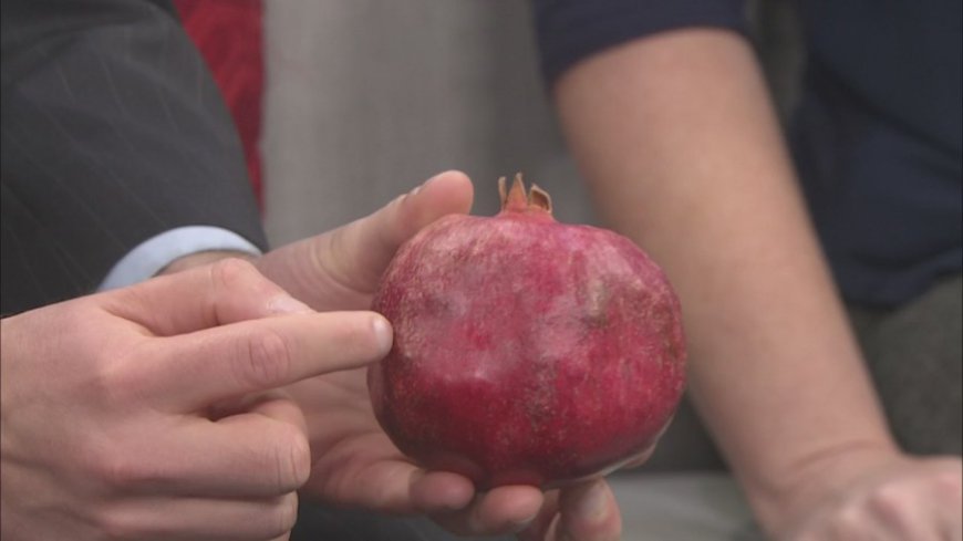 See these in the store? Here's what you can do with pomegranates