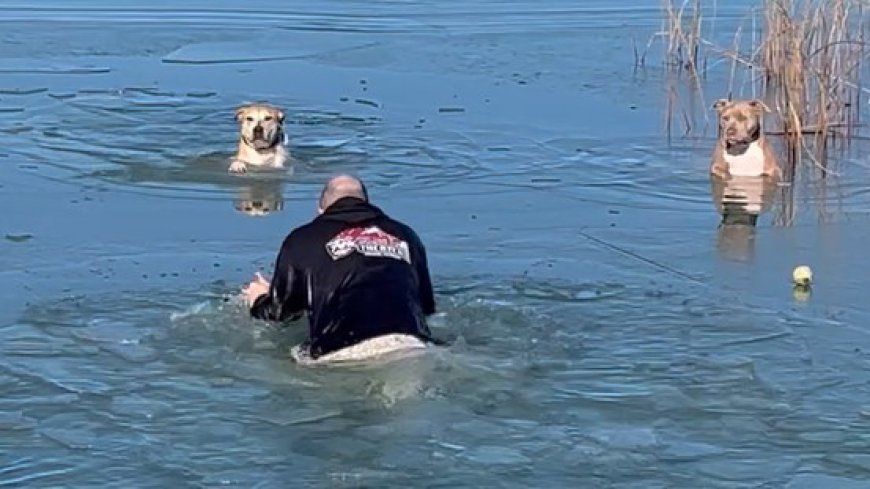 WATCH: Owner rescues 2 dogs that fell into an icy Colorado lake