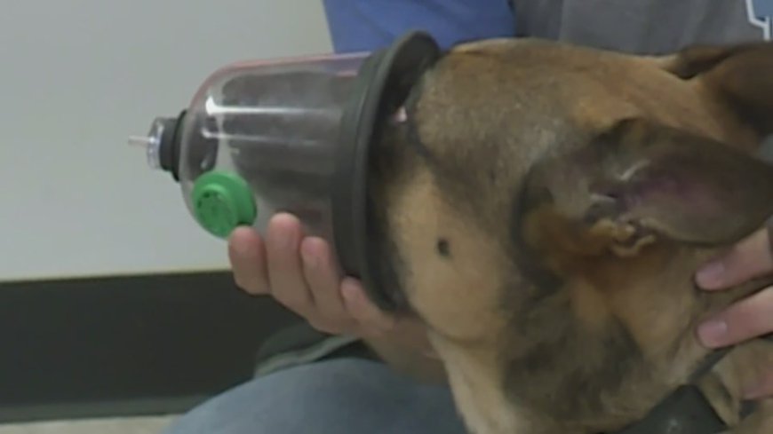 Eureka firefighters equipped with pet oxygen masks for rescues