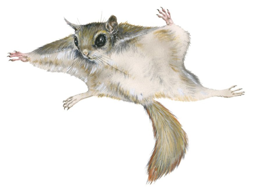 Night Flyers: The secret life of Missouri's flying squirrels