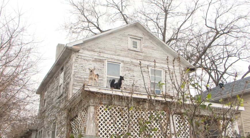 Neighbors concerned as dogs found on roof of north Springfield home