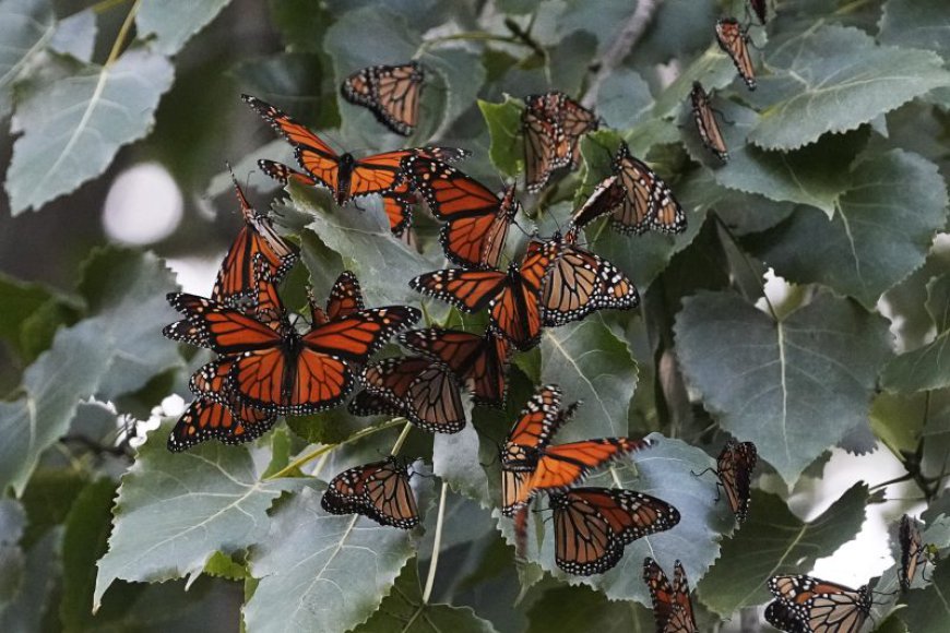 US wildlife officials plan to label monarch butterflies as threatened species