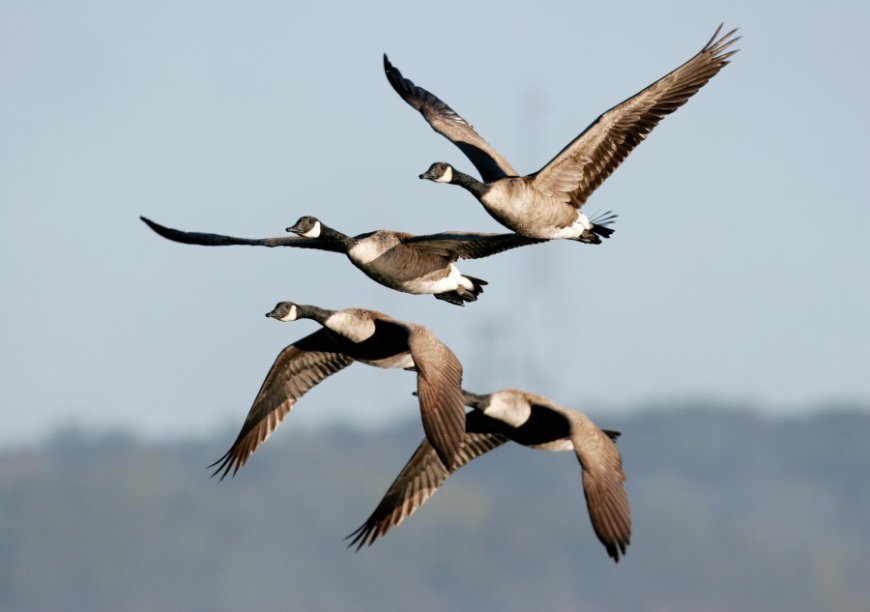 Missouri sees a surge in sick and dead birds. What's behind it?