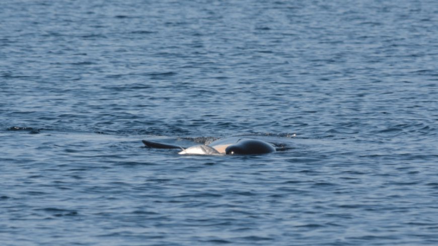 Orca seen wearing a salmon hat for first time since 1980s. Why do they do it?