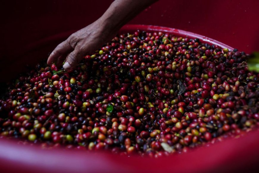 Coffee prices hit record high after challenging growing season