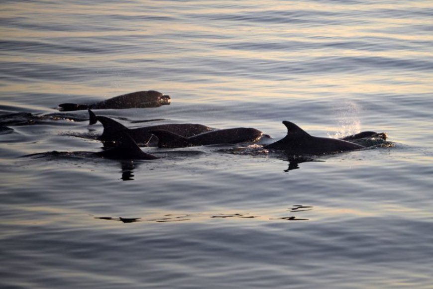 Fentanyl found inside dolphins in Gulf of Mexico