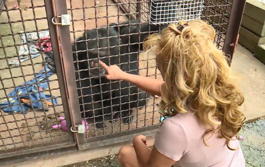 New lawsuit aims to revoke animal welfare license of Chimp Crazy's Tonia Haddix