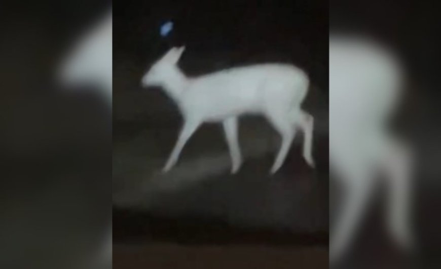 Rare albino deer spotted in Southern Illinois