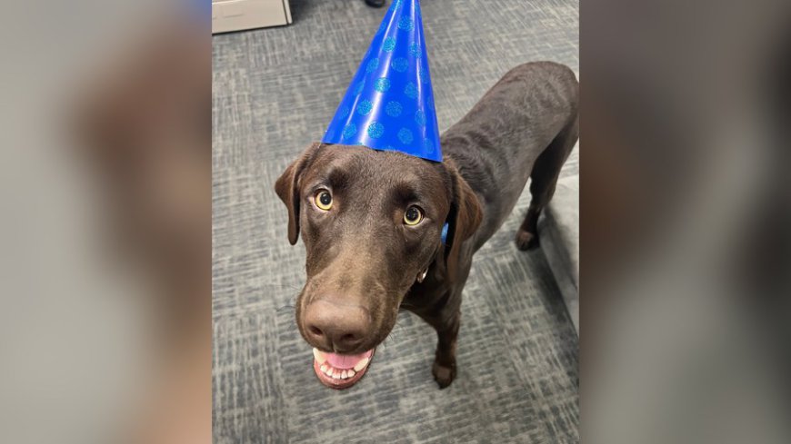 SPD's Lt. Dan celebrates first birthday