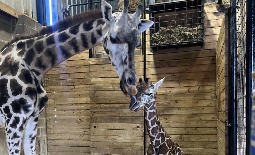 Dickerson Park Zoo announces birth of baby giraffe