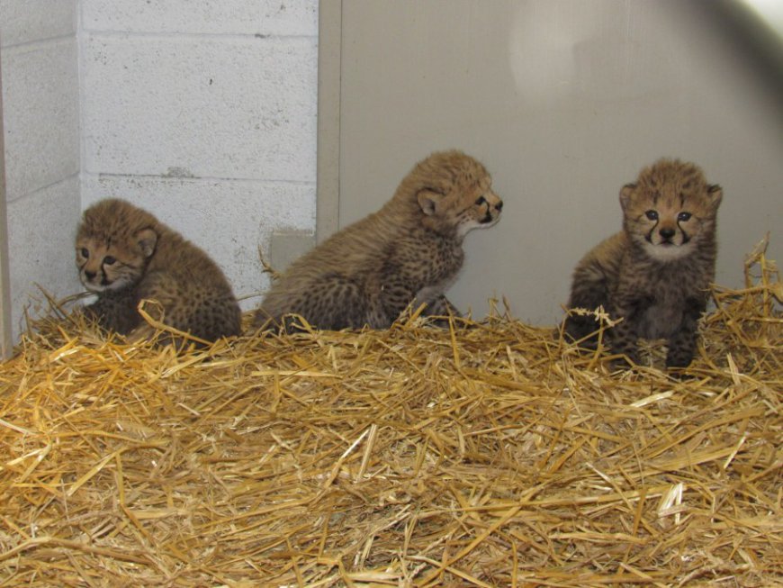 Dickerson Park Zoo's three new cheetah cubs gendered