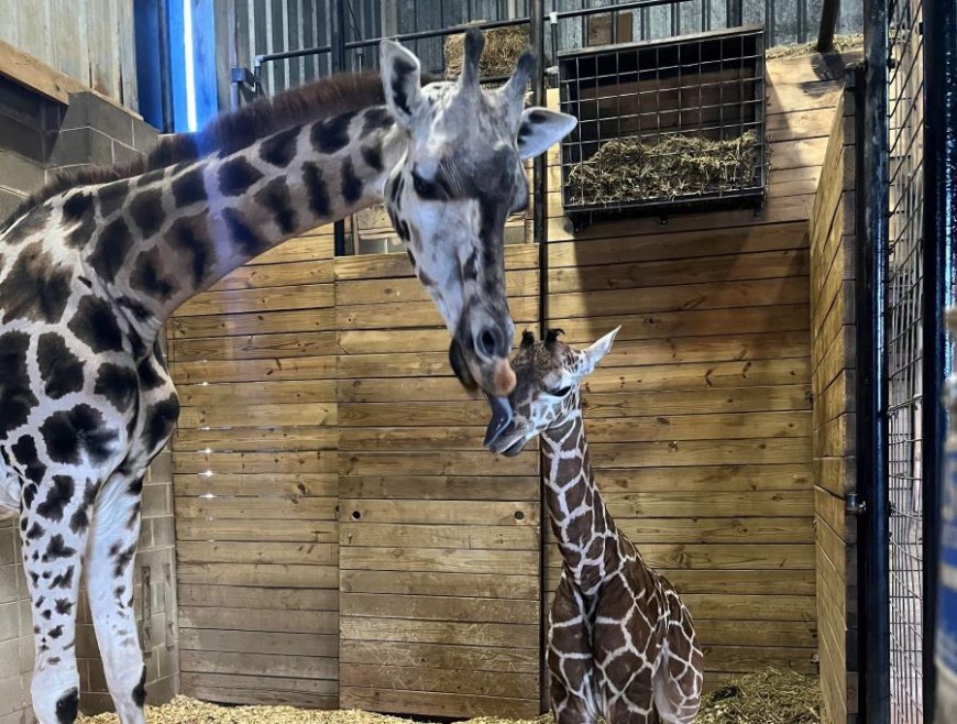 Giraffe born at Dickerson Park Zoo; cheetah cubs determined to be two girls and a boy