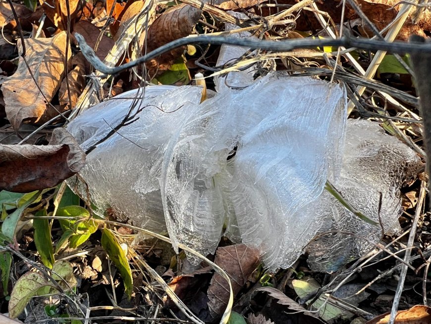 Frost flowers popping up in Springfield