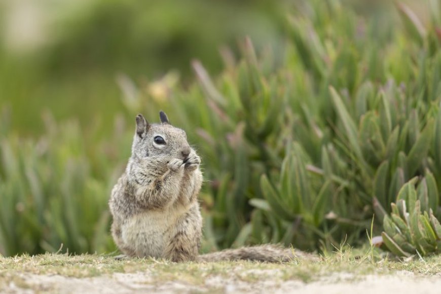 Ground squirrels found hunting and killing voles in California, new research says