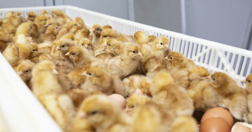 The egg industry kills 350 million male chicks a year. New tech offers an alternative