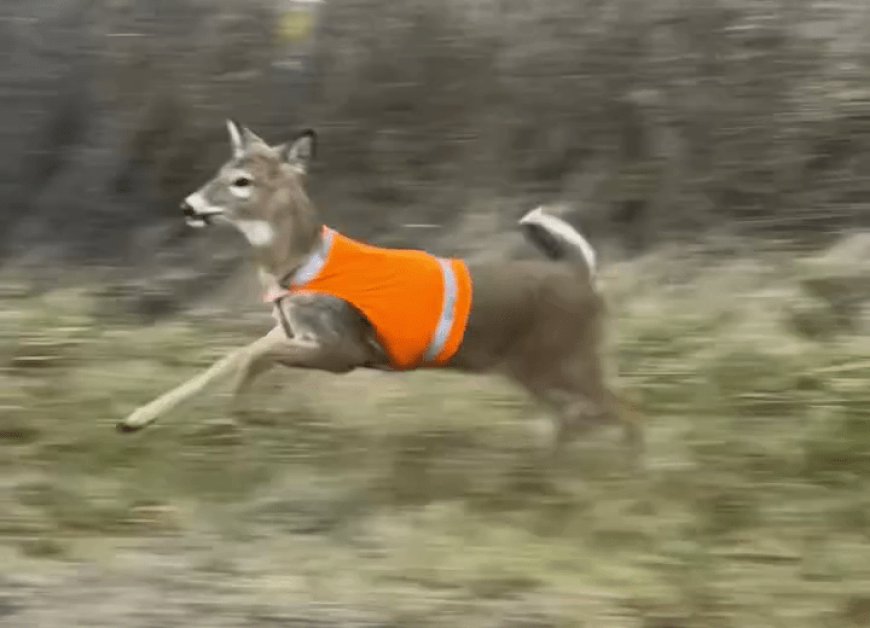 Deer wearing hi-visibility vest spotted in Michigan