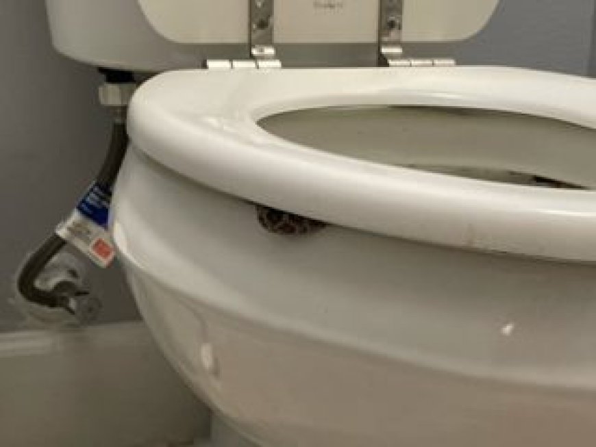 'Very scary': Texas woman says she was bitten by snake in her toilet