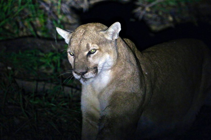 Man charged after mountain lion's shooting death in Iron County, Missouri