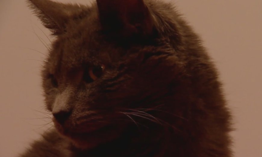 Utah family reunited with missing cat after 11 years away from home