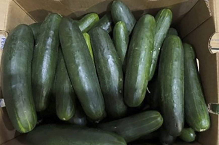 FDA: Contaminated cucumbers linked to 100 salmonella cases; Recall tied to Missouri and Illinois