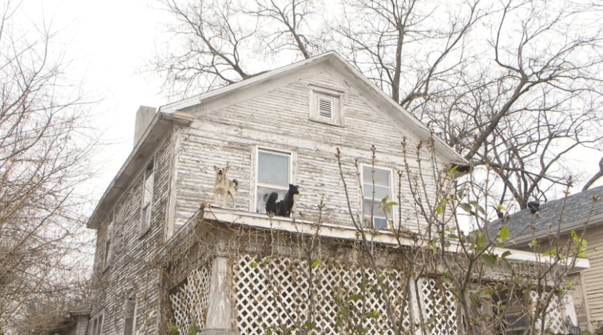 Dogs found on roof in Springfield removed from empty home