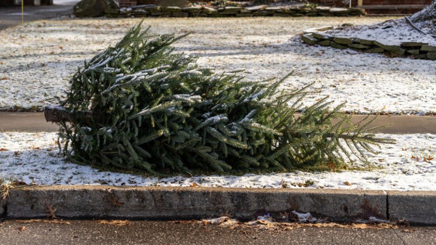 How to dispose of your natural Christmas trees and decorations in Joplin