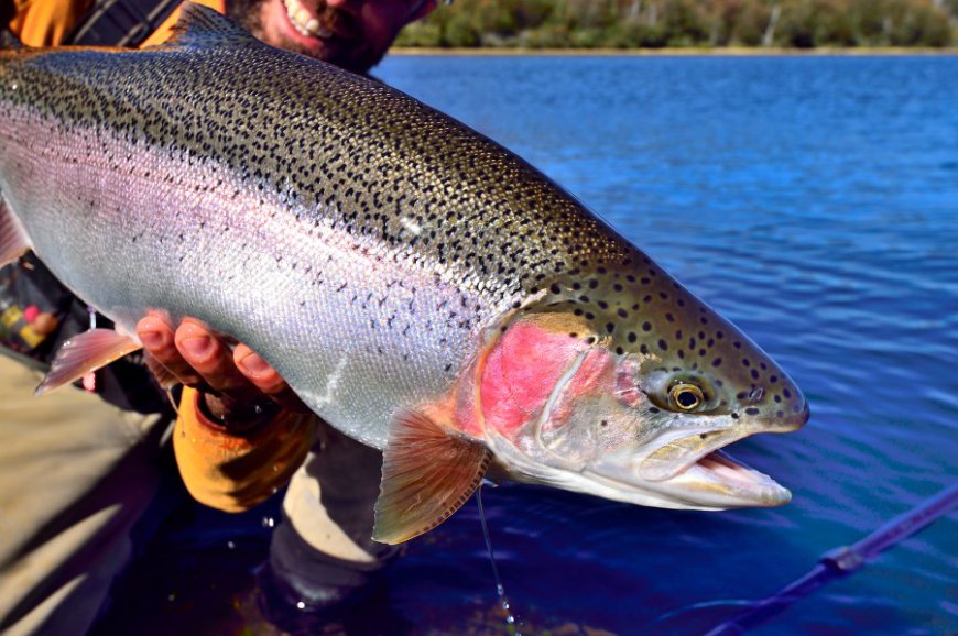 What lakes are stocked with trout in Kansas for the 2024-2025 season?