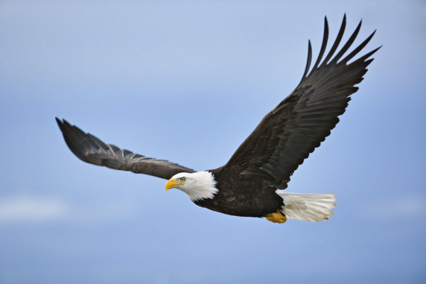 Bald eagle finally becomes official US bird