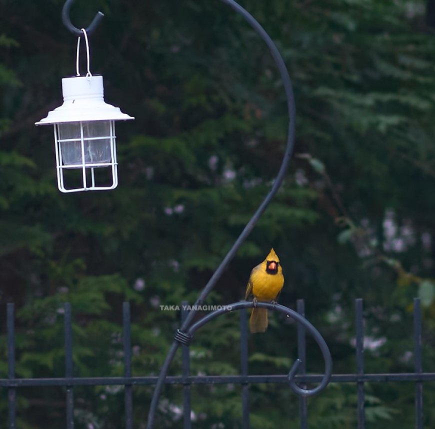 St. Louis Cardinals photographer spots 'one-in-a-million' yellow cardinal