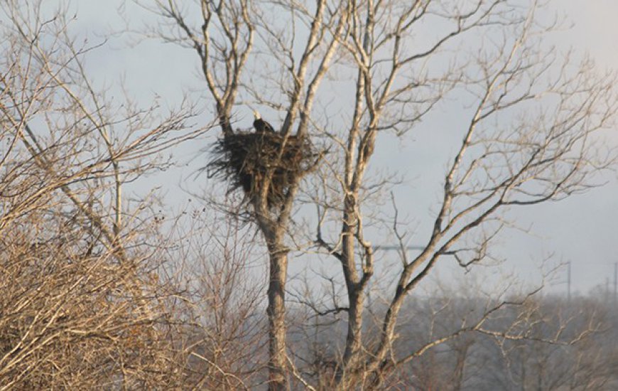 Bald eagles back on Grand Lake nest: How to see them