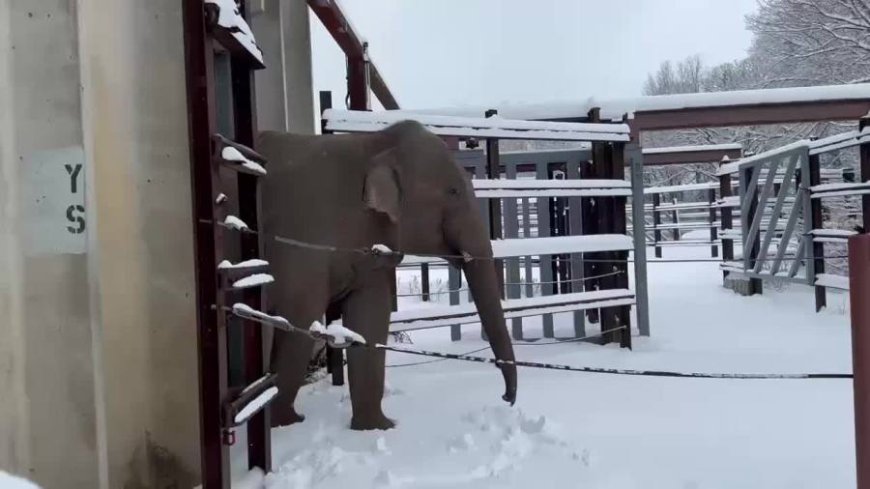 How are the animals at Dickerson Park Zoo handling the snow?