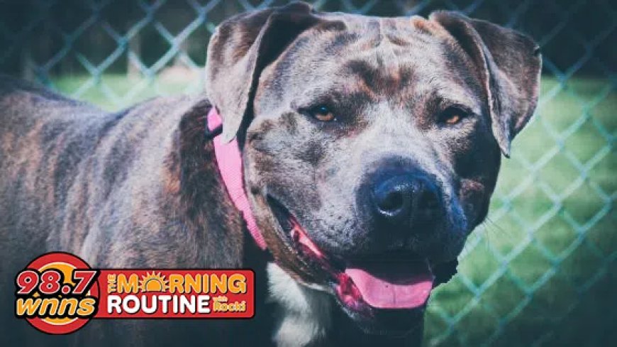 APL Pet of the Week: Bruno!