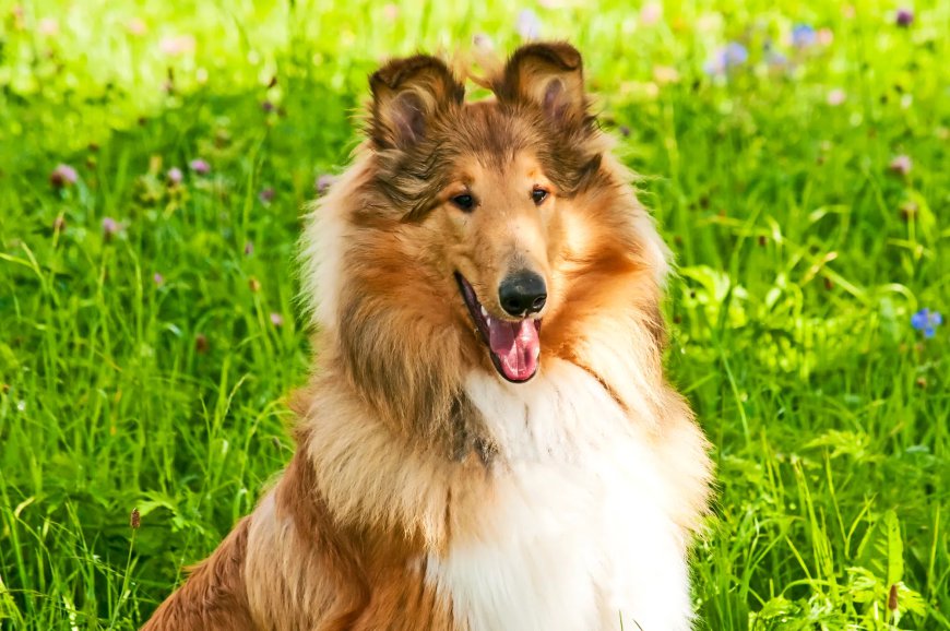 The Best Movie Dogs of All Time, According to “Rolling Stone”