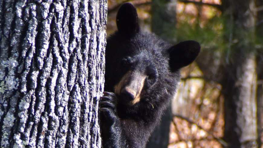 PHOTOS: Chickens survive family of bears in Ware