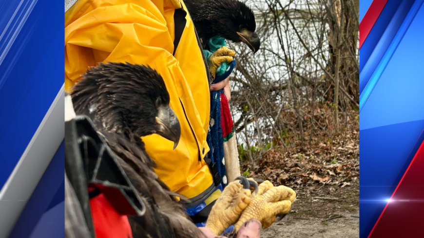 Baby eagles rescued after nest falls at Longmeadow wildlife refuge