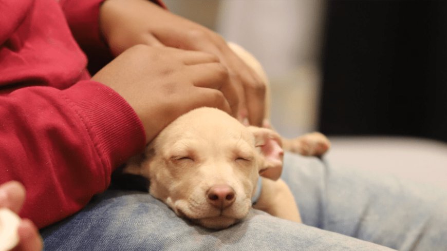 Lesser charge eyed to deter animal cruelty in Massachusetts