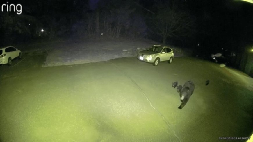VIDEOS: Cubs spotted following mama bear around Belchertown driveway