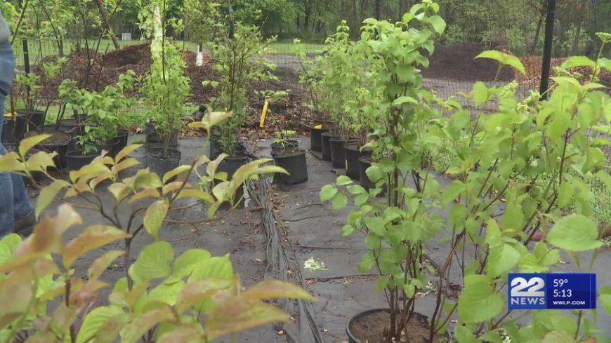 Springfield community partners with Eversource to plant trees across the city