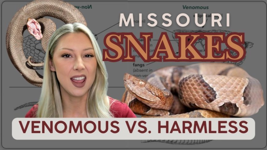 How to spot venomous snakes in Missouri: Safety tips for summer