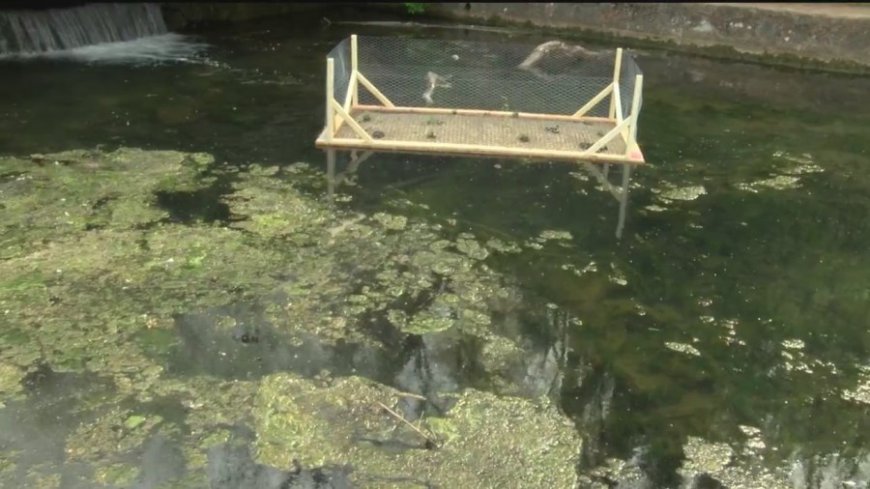 MDC and City Utilities to launch floating wetlands