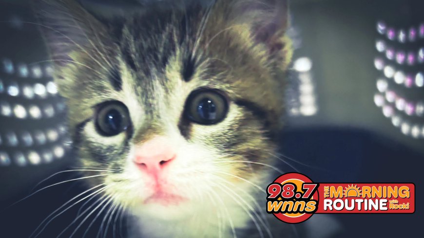 APL Pet of the Week: Benedict