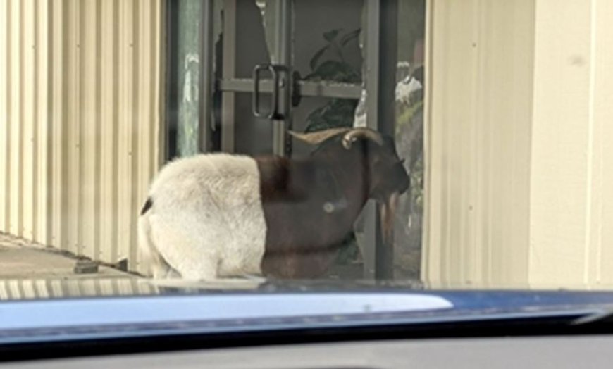 Goat on the run after church break-in