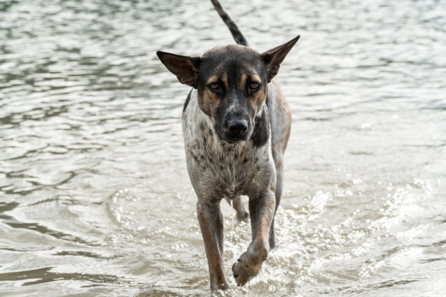 Most common dog breeds available for adoption in Massachusetts
