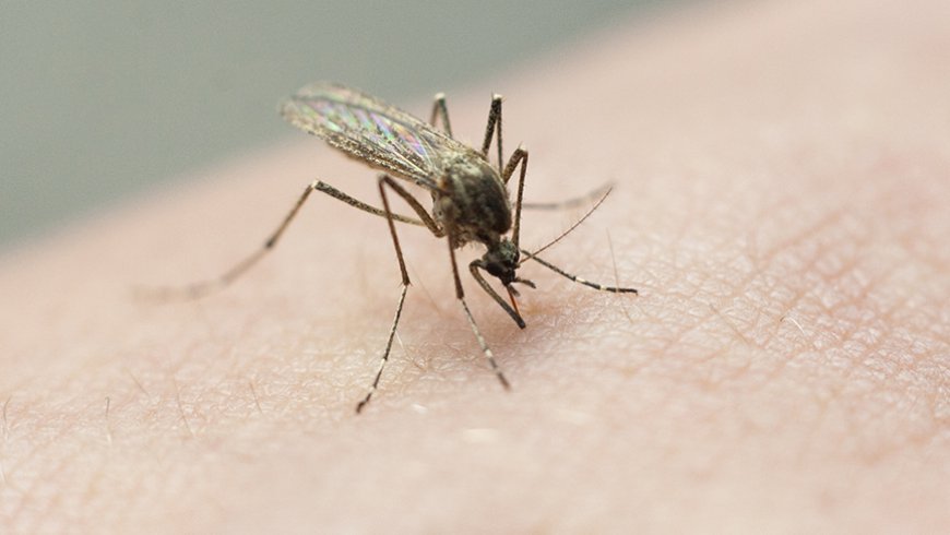 Tired of mosquitoes? Bizarre hack could be the answer for your yard