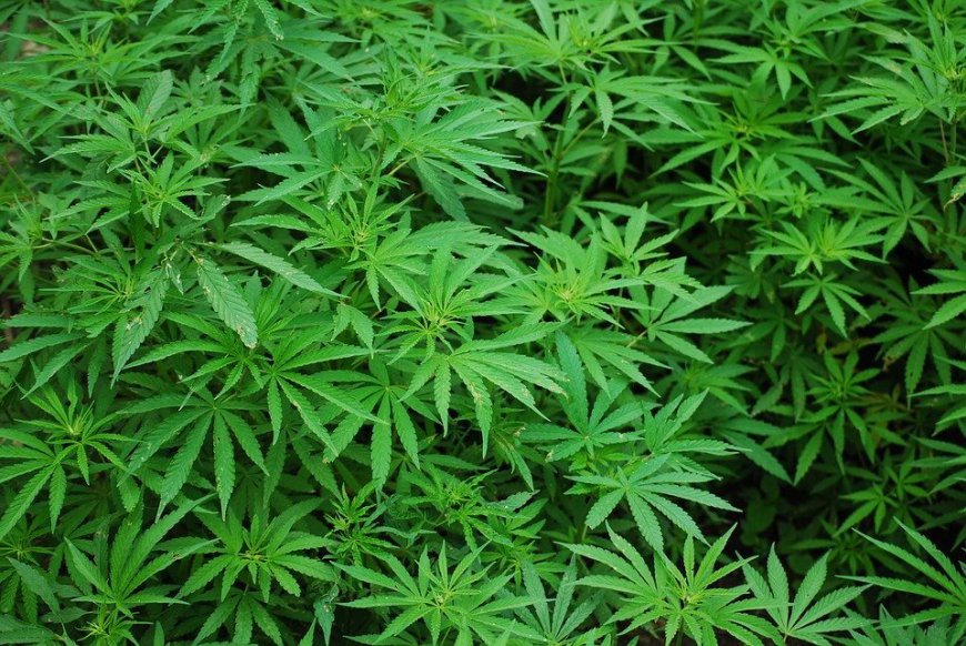 State revokes license of Springfield marijuana manufacturer