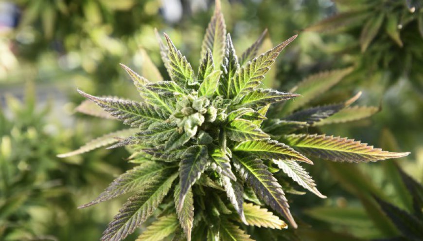 Springfield cannabis manufacturing facility has license revoked